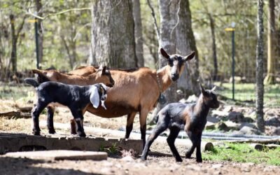 Goat breeding turns into a business & passion unlikely farm owner